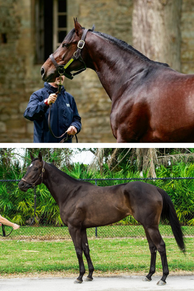 Top: Almanzor (FR) | Bottom: Bramble Berry